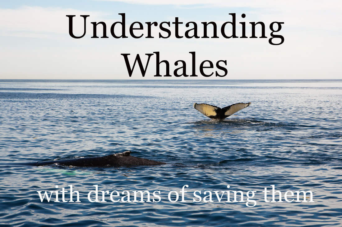Understanding Whales