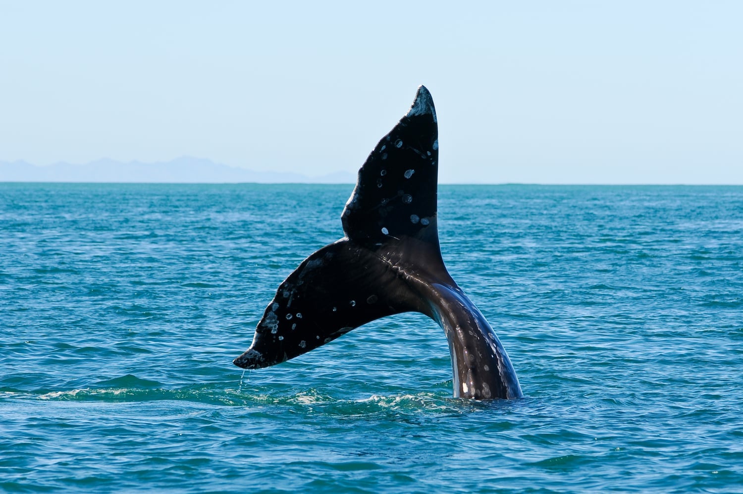 whale watching, whale tail in ocean