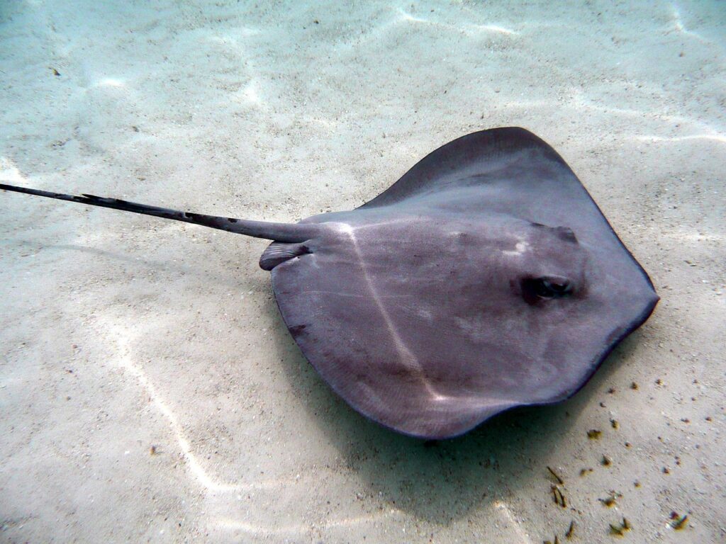 stingray, tahiti, french polynesia, dive, underwater, lagoon, stingray, stingray, stingray, stingray, stingray-2327987.jpg
