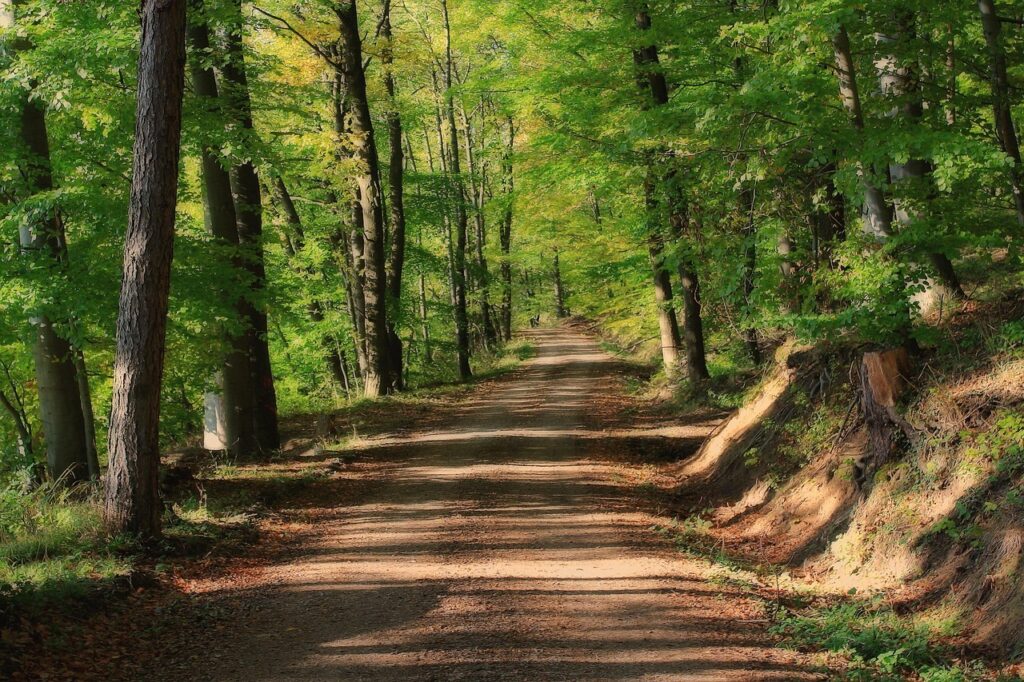 trees, path, forest, woods, woodlands, trail, forest path, forest trail, nature path, nature trail, nature, away, landscape-5945815.jpg