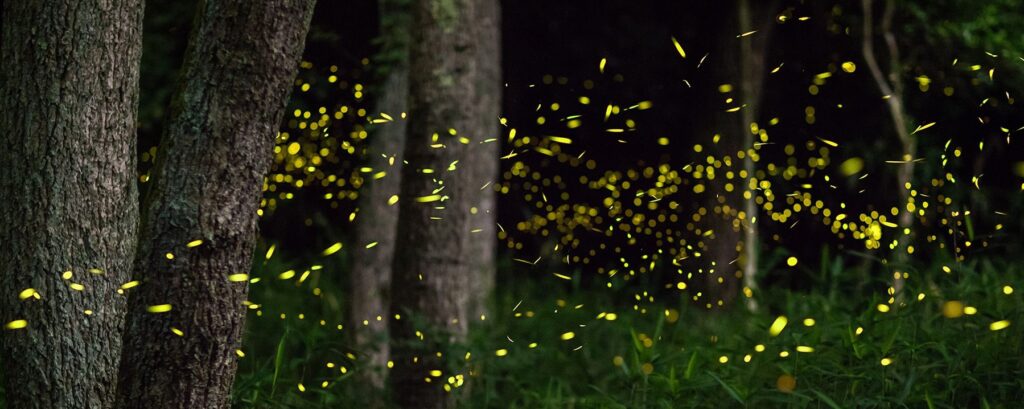 Image of Fireflies in the North Georgia Mountains Near Beechwood Inn