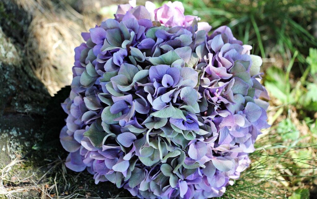 purple and blue flowers