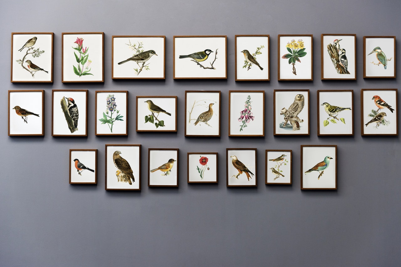 pictures of birds on the wall