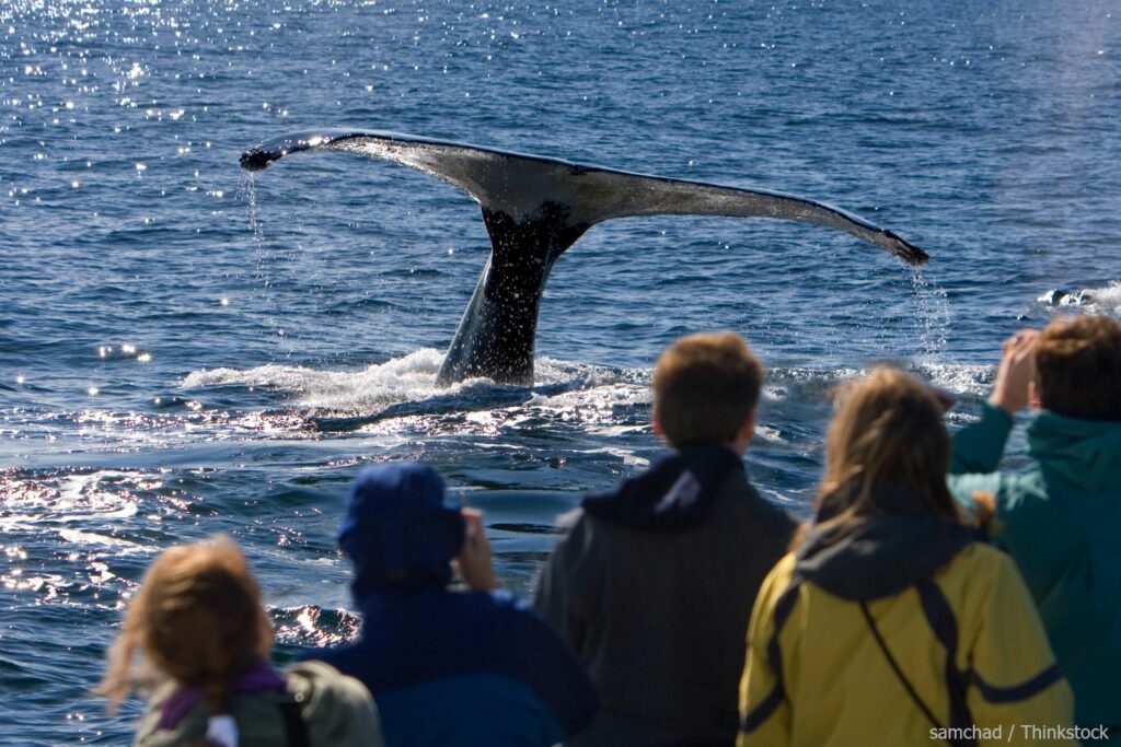 whale watching in cape cod