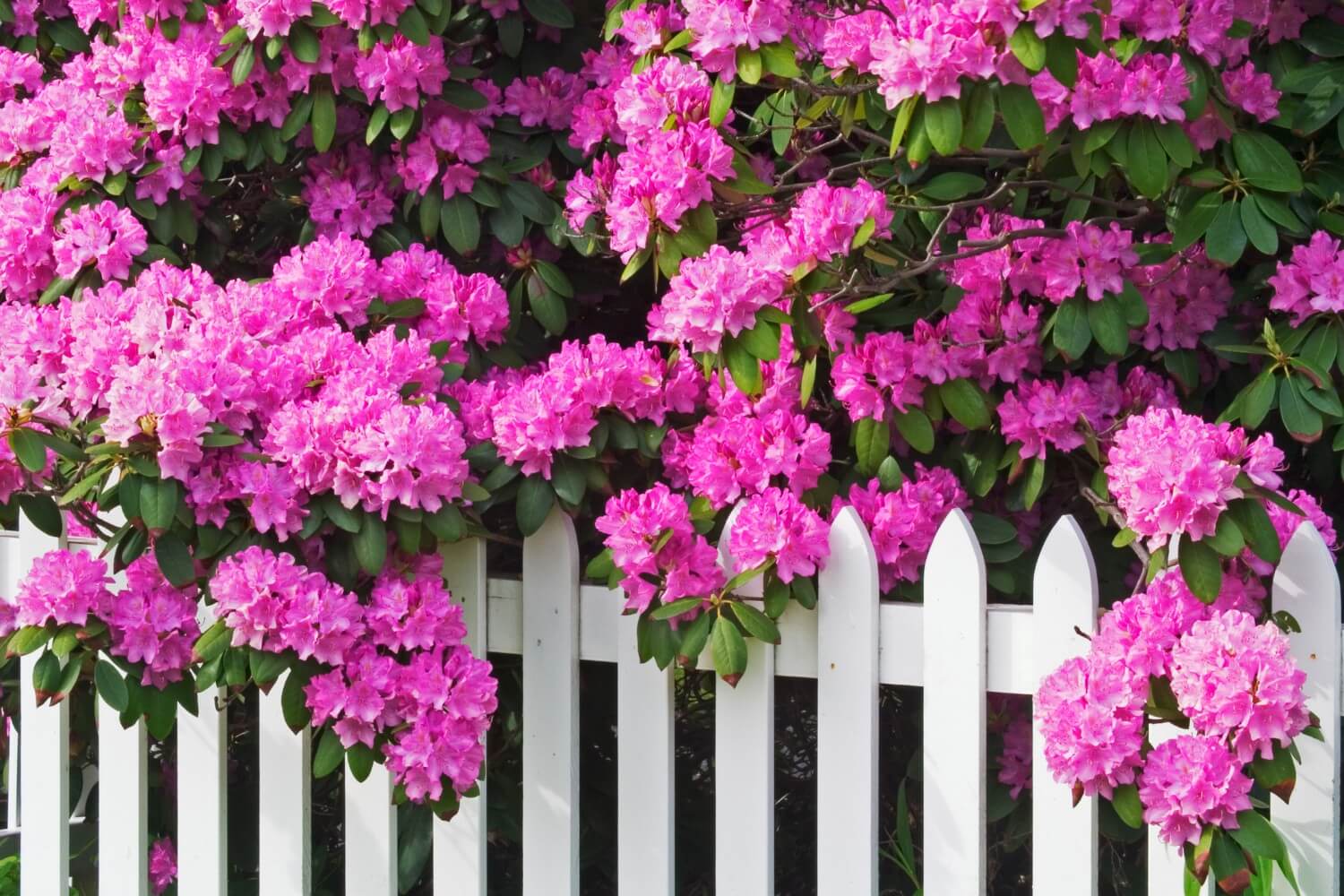 rhododendron festival flowers on white picket fence