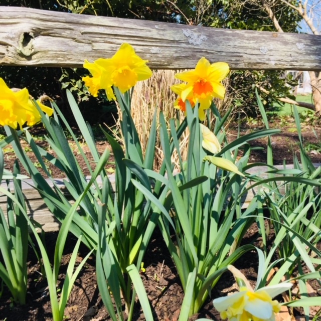 Cape Cod Flower Festival Daffodils