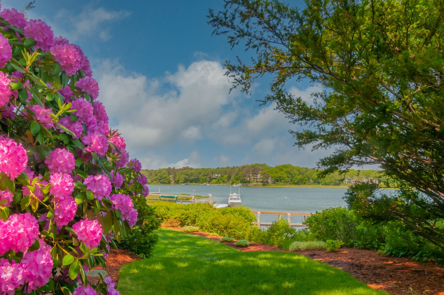 Rhododendrons on Cape Cod