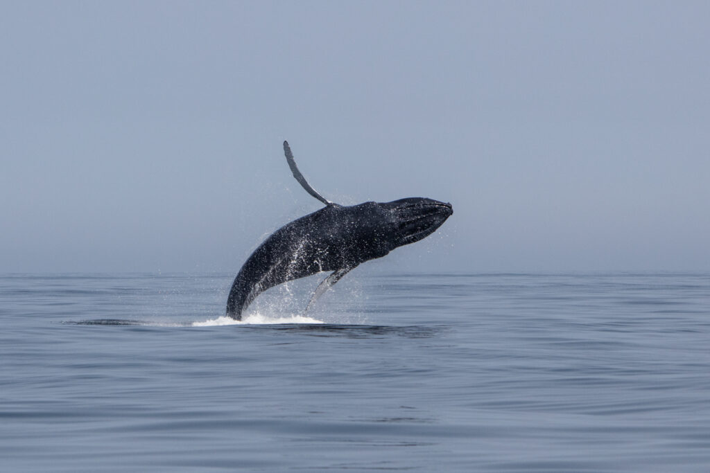 Whale breaches off Cape Cod