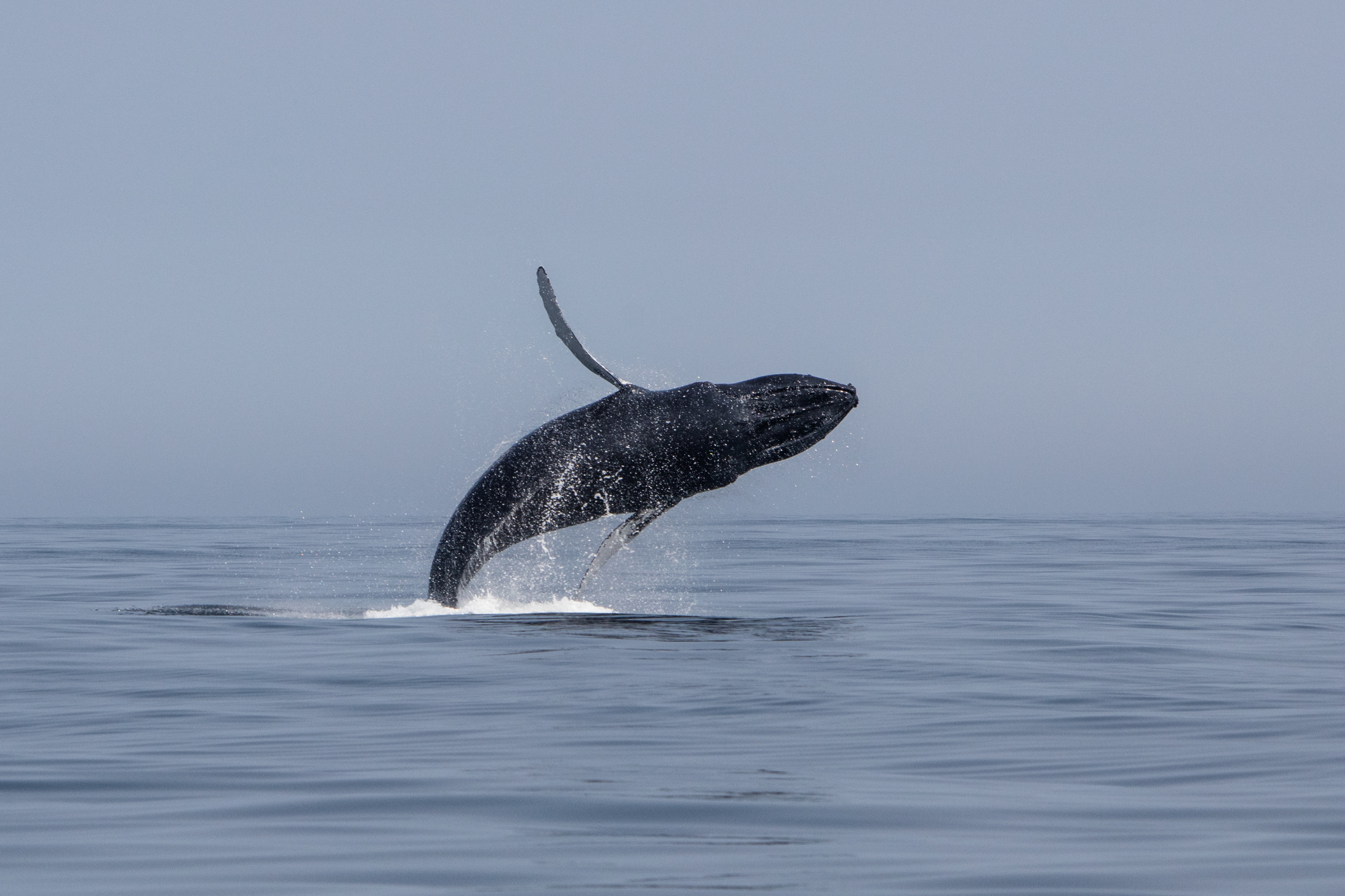 Fall is the Best Time for Whale-Watching on Cape Cod