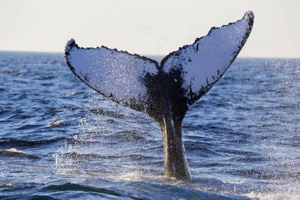 Whale tail Cape Cod