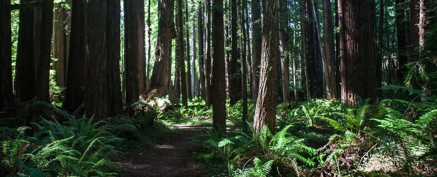 Here’s Why You Need to Explore Mendocino Woodlands State Park