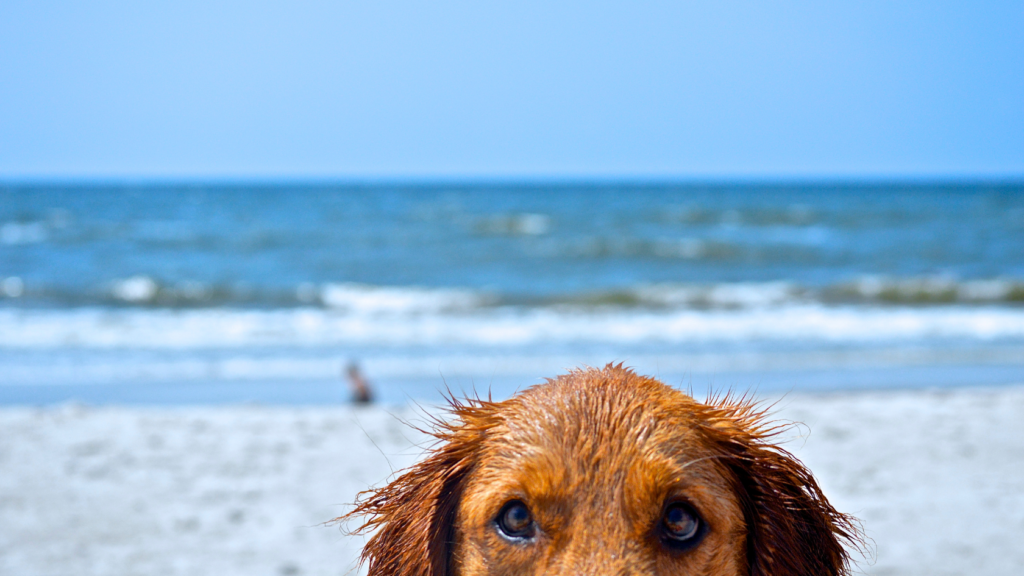 Enjoying Pet-Friendly Cottages, Mendocino County