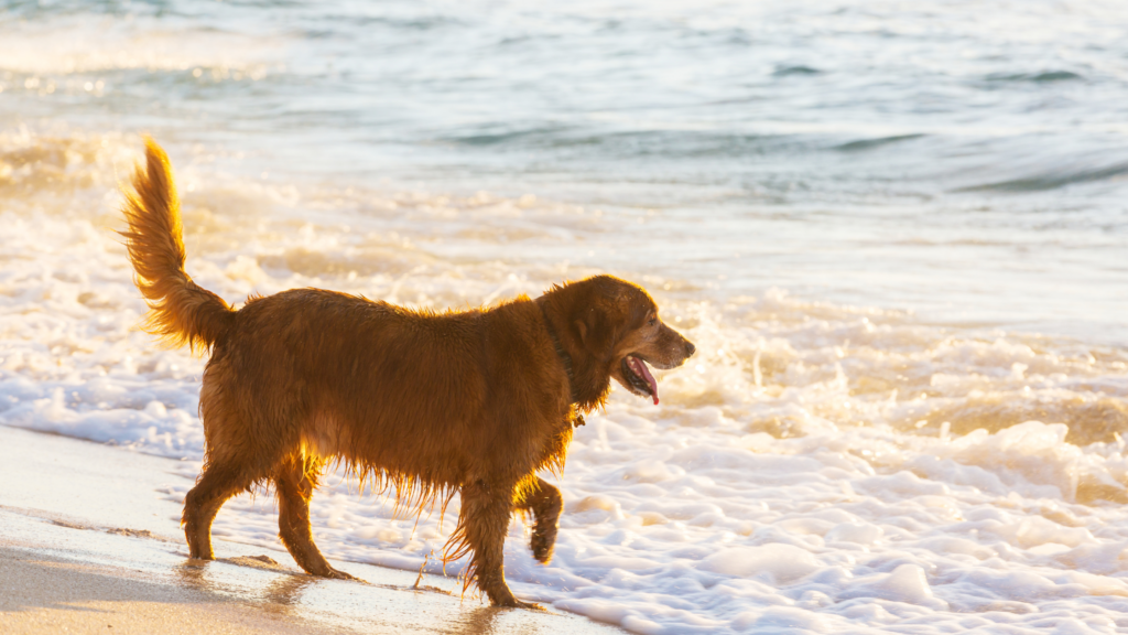 Pet-friendly cottages Little River Cove