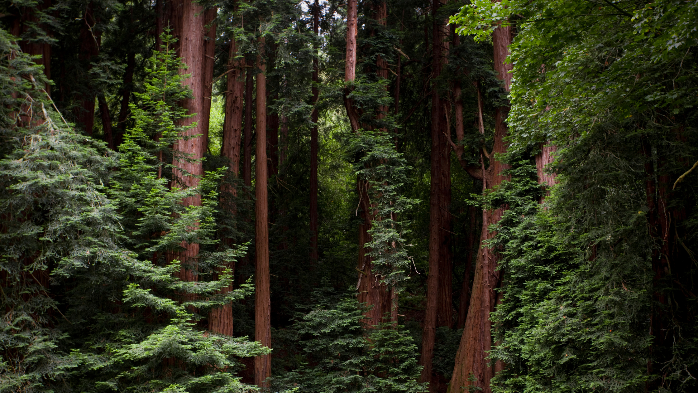 Activities Near Albion River Inn Mendocino: A Coastal Escape Full of Adventure Near Little River