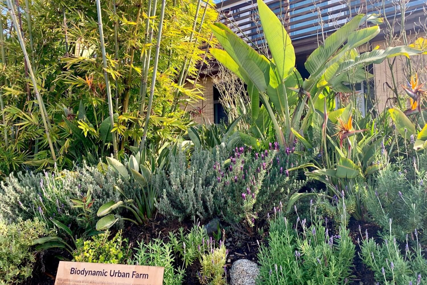 Biodynamic Farming - Inn at Moonlight Beach
