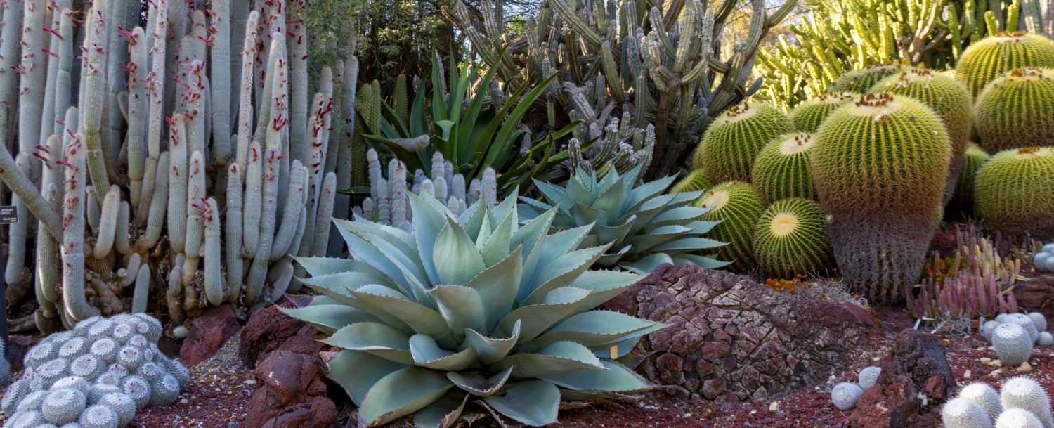 Why You Need to See the San Diego Botanic Garden for Yourself!