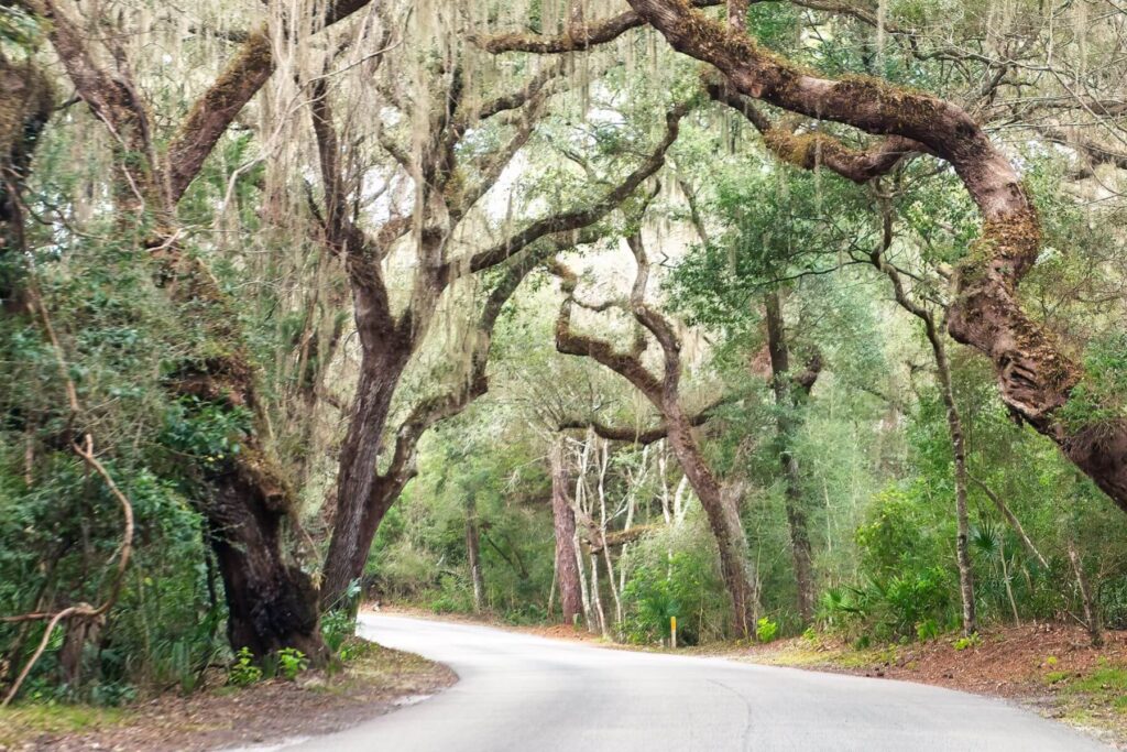 large trees lining the drive or walking trail in fort clinch state park