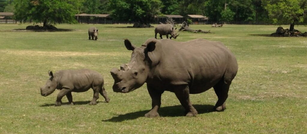 White Rhino Mother and baby