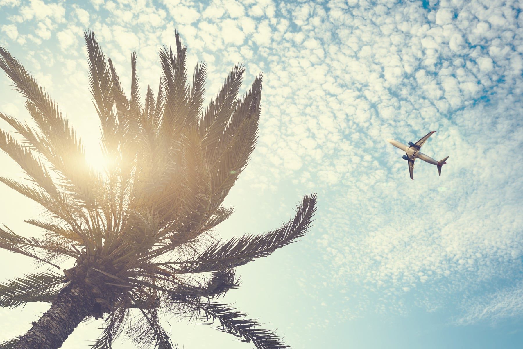 plane flying over palm tree