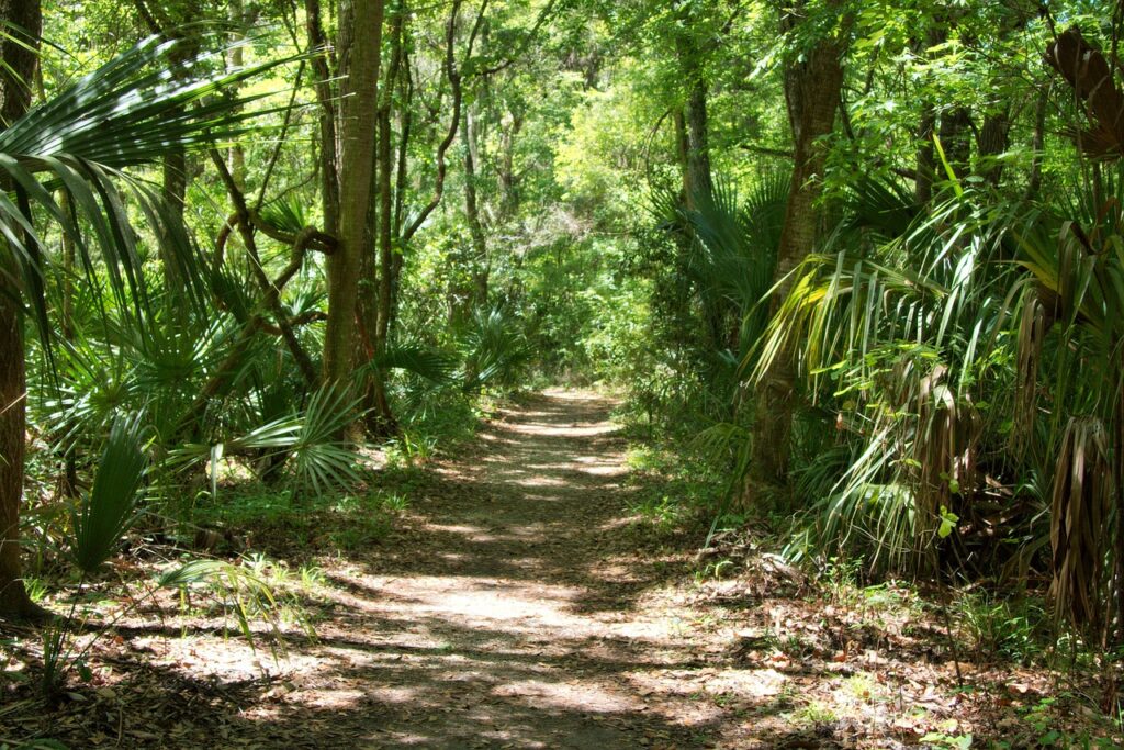 florida, forest, nature-67897.jpg