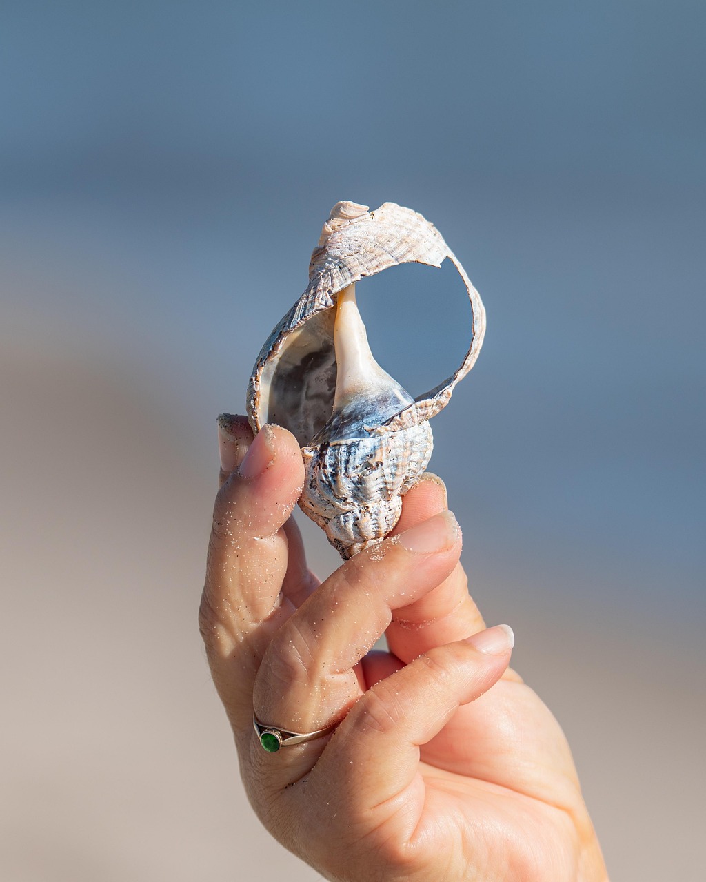 Fernandina Beach Shelling Adventures