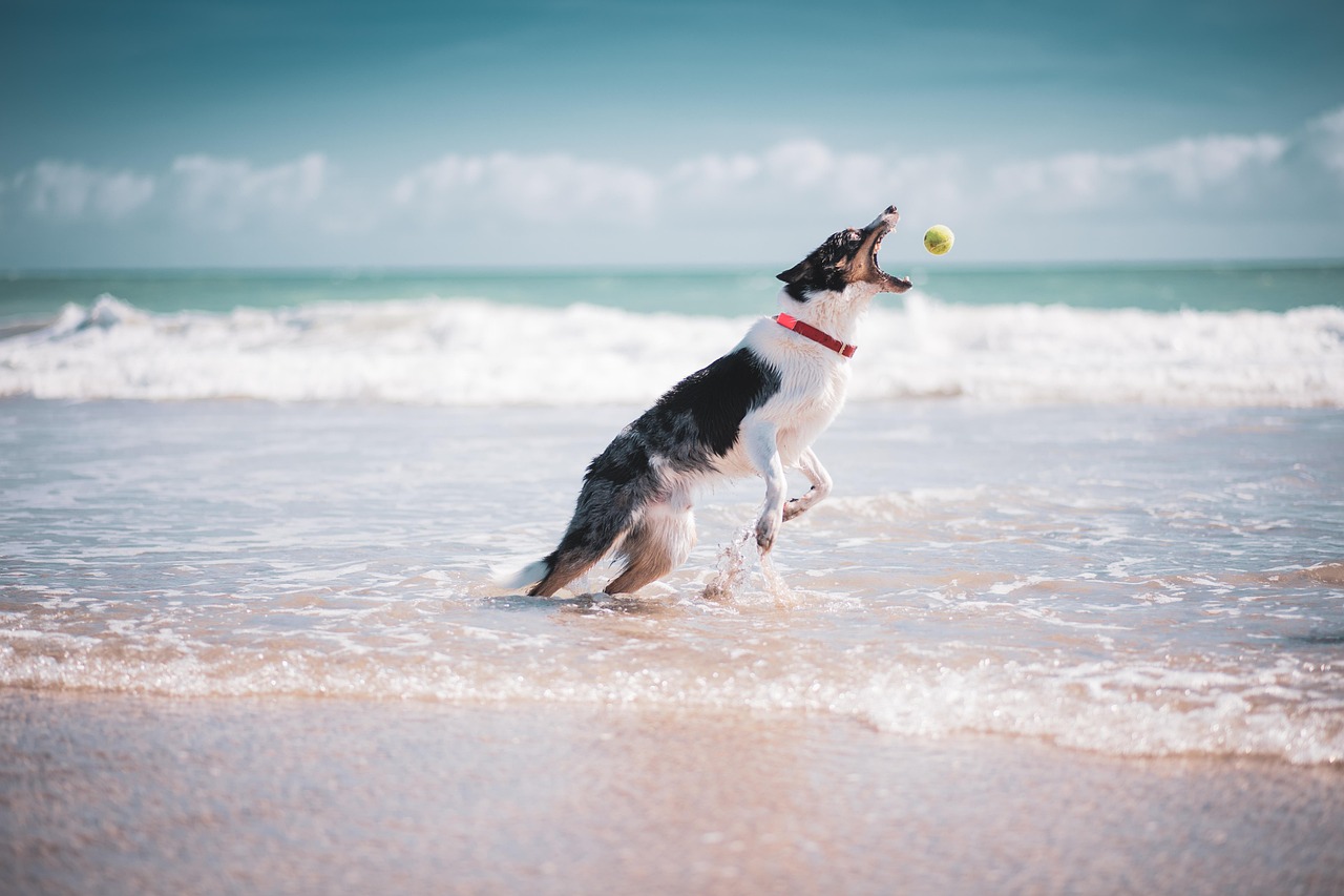 Enjoy a Pet-Friendly Getaway to Amelia Island 