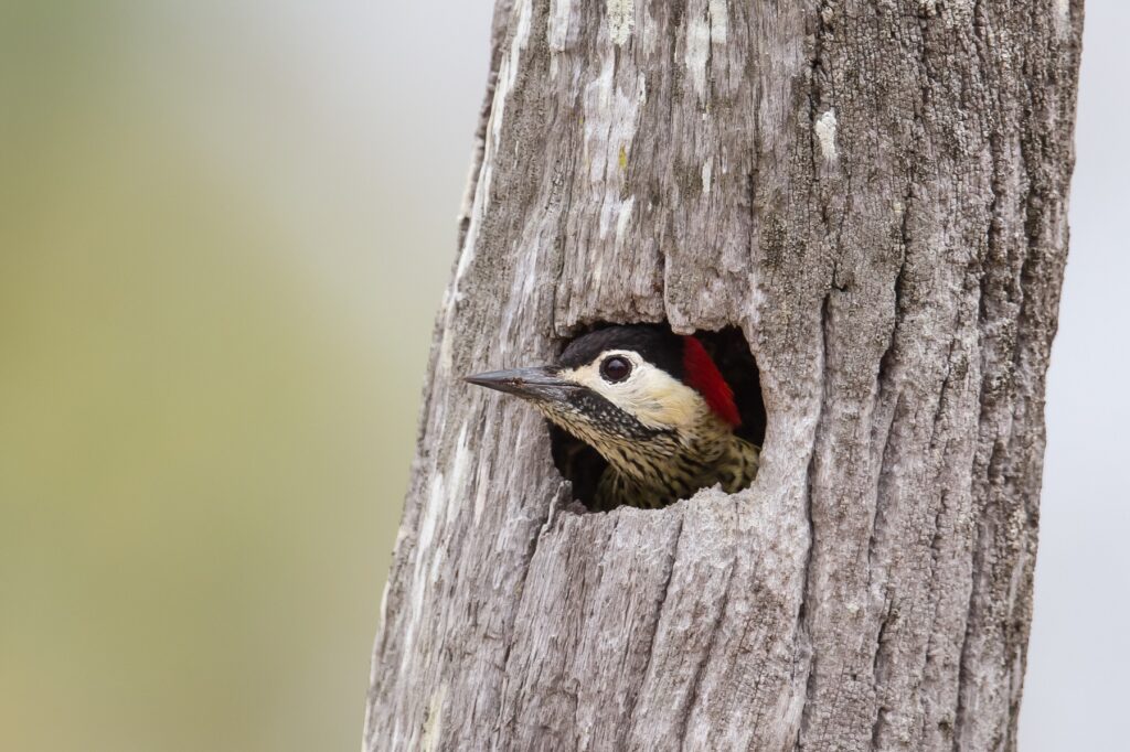 Birdwatching on Amelia Island
