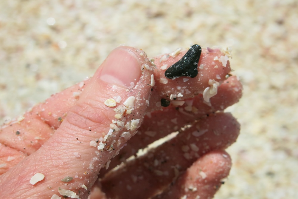 finding shark tooth in sand