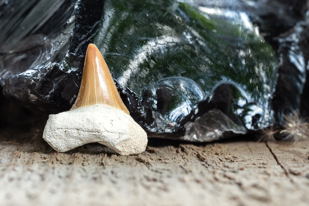 Shark tooth with Obsidian