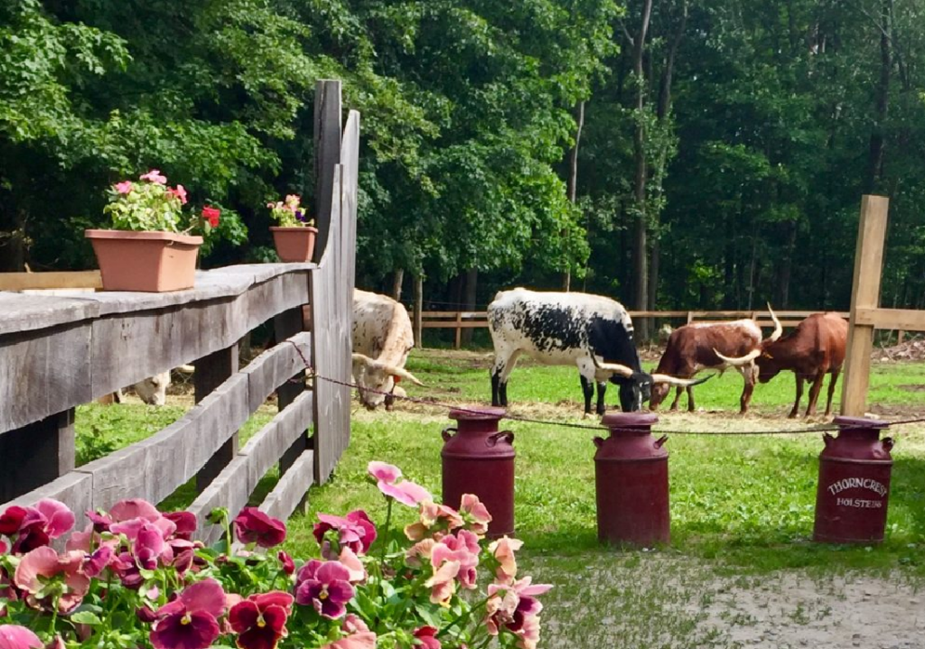 cows graze on a rustic farm