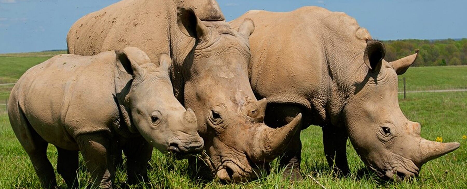 The Wilds Rhinos