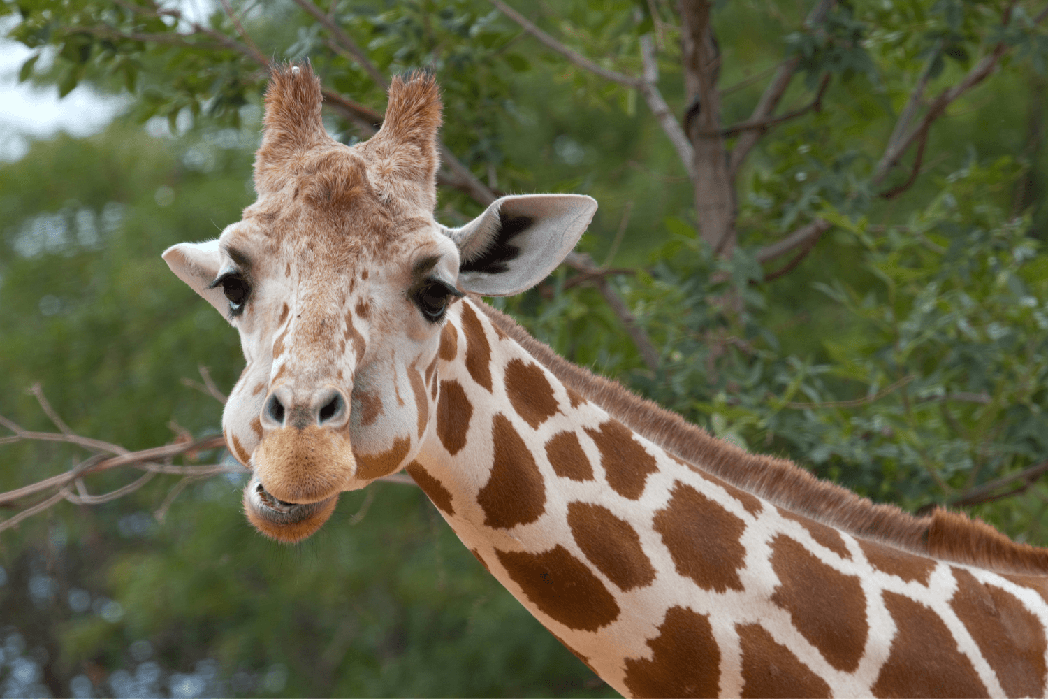 giraffe at zoo