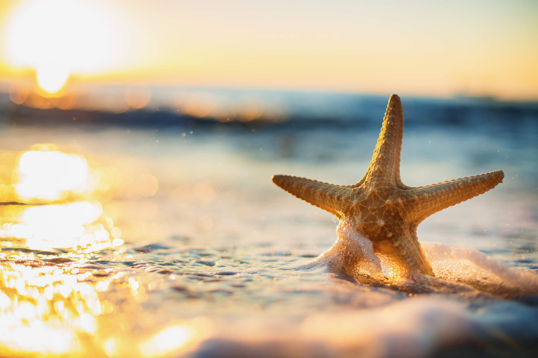 Starfish and ocean waves