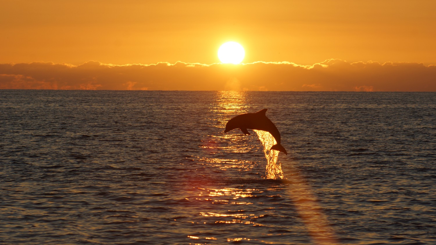 kiawah island dolphin watching at sunset