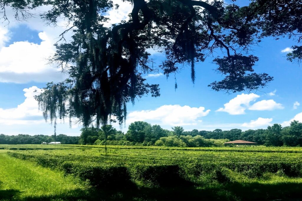 beautiful view of the charleston tea plantation
