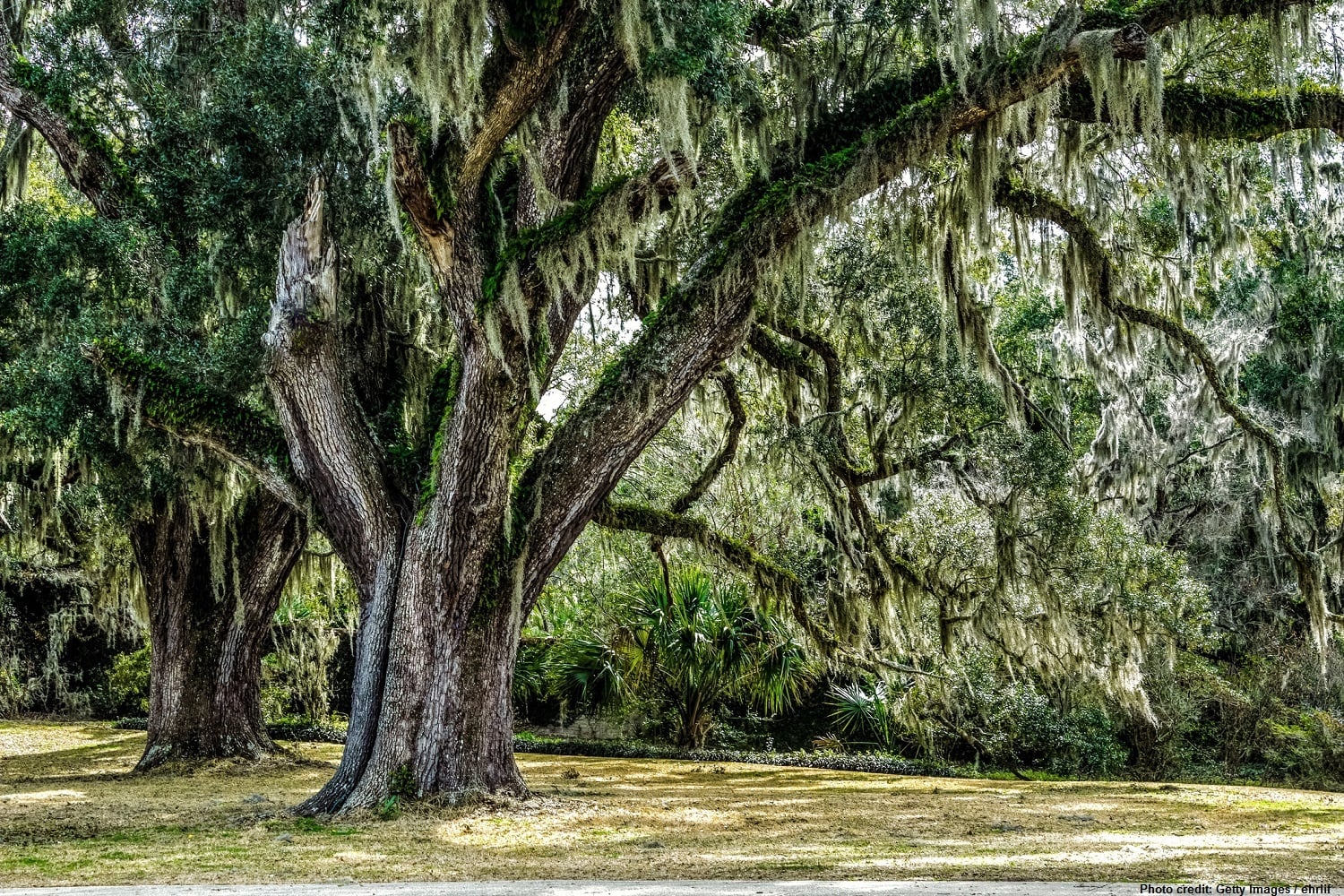Angel Oak Tree draped in Spanish moss waits for the return of warmer weather.
