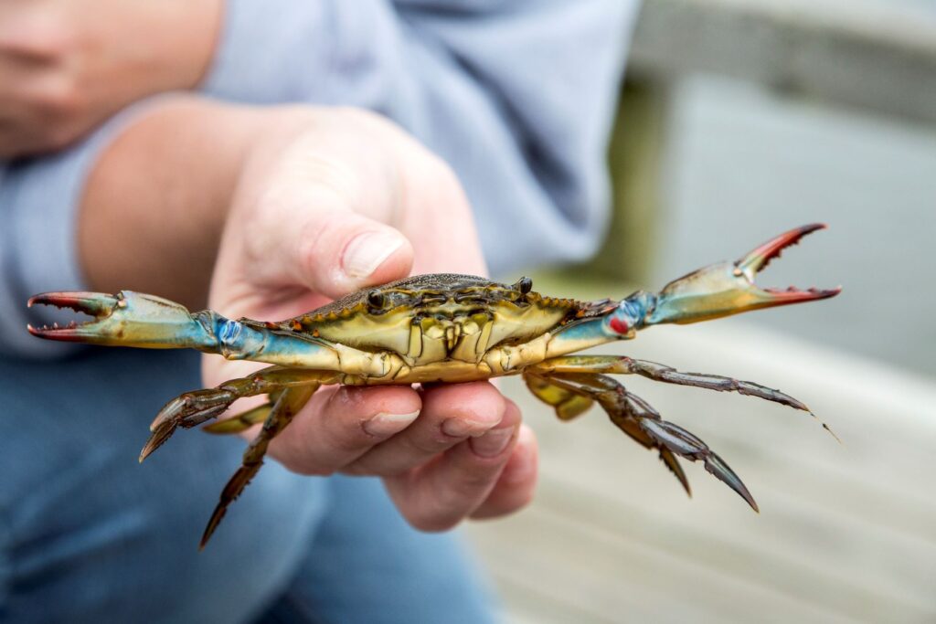 someone holding a blue crab in their hands