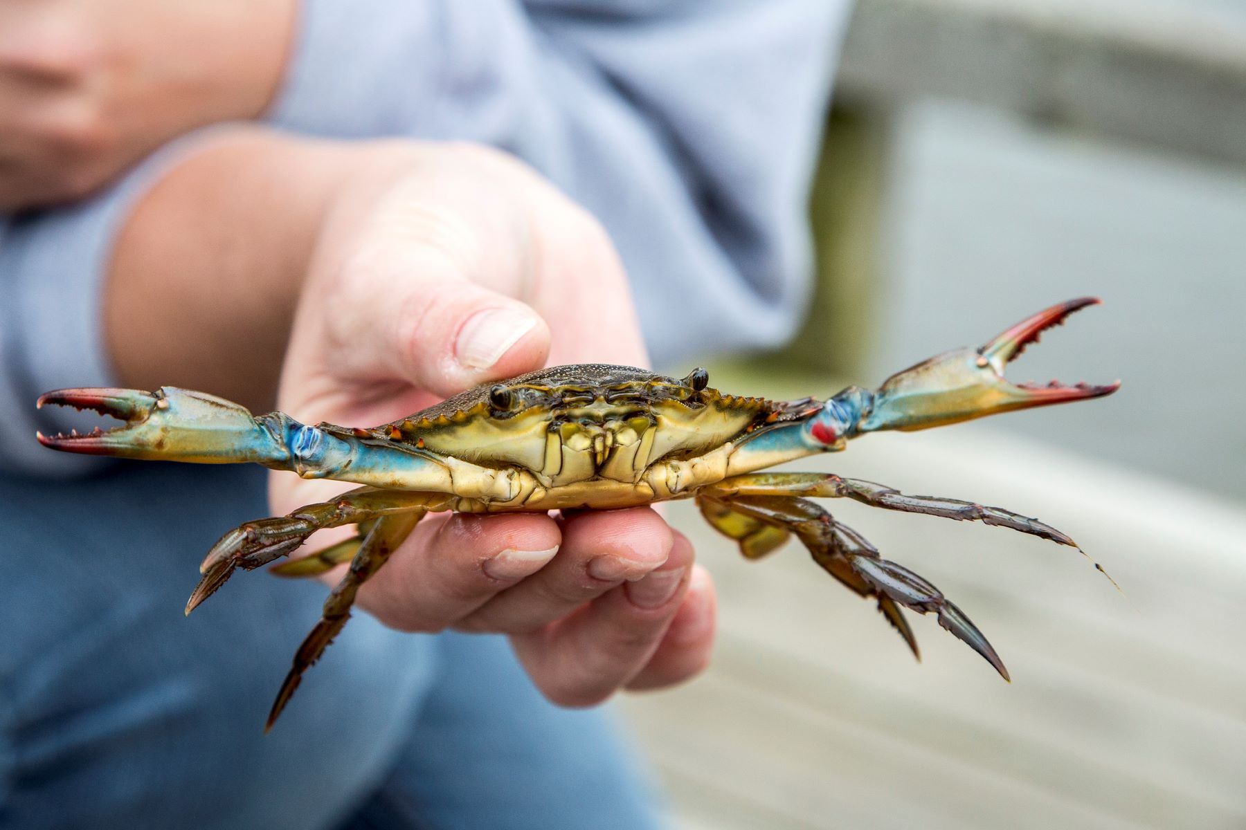 3 Places for the Best Crabbing in Charleston