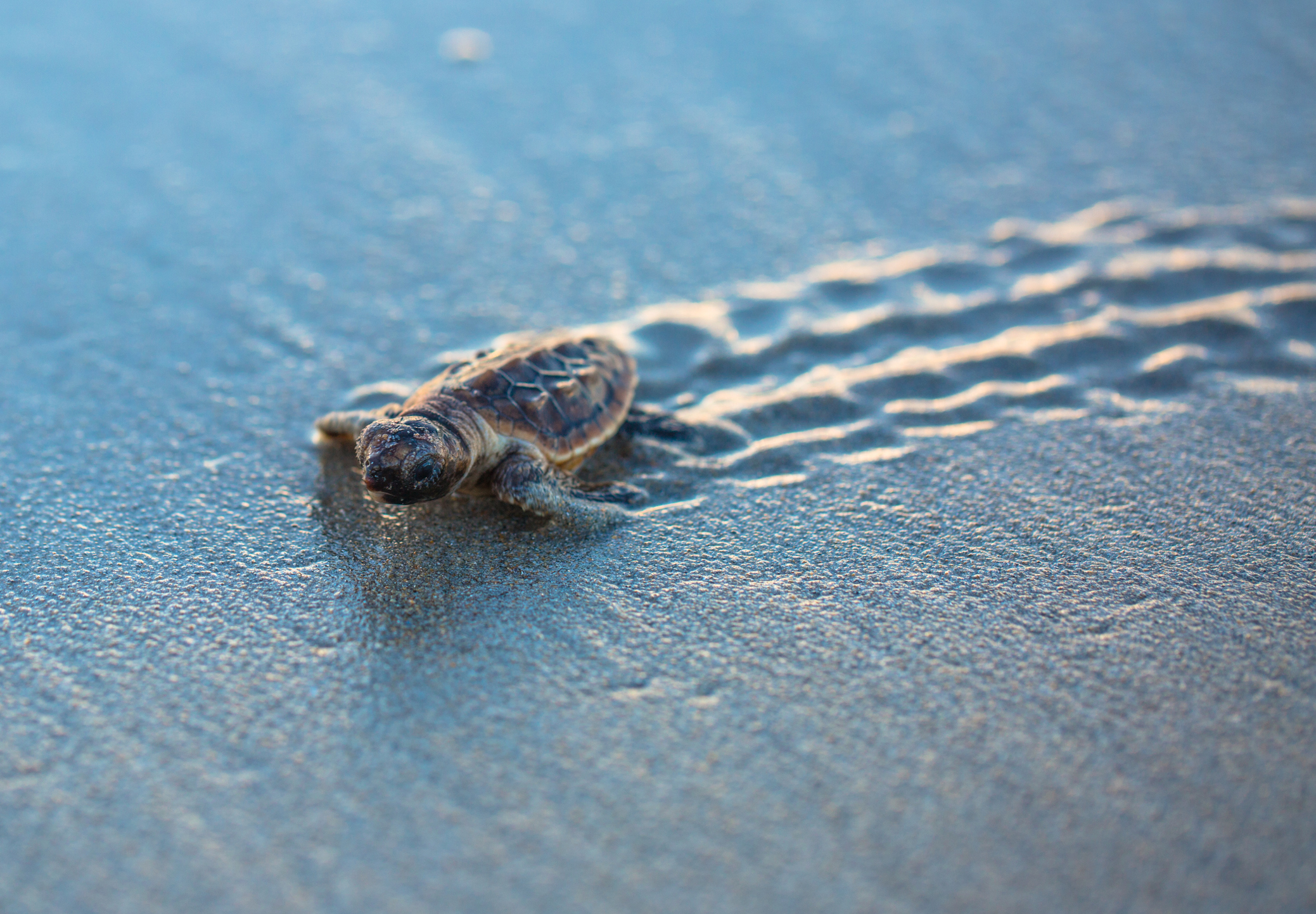 Baby Loggerhead Sea Turtle Tracks