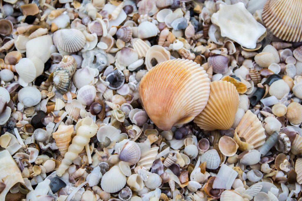 oysters, shell, sea, oysters, shell, shell, shell, shell, shell, nature, sea, sea, sea-1811229.jpg