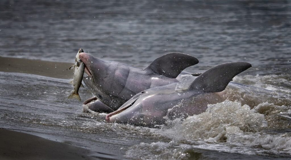 dolphins feeding at Kiawah Island beach