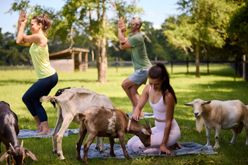 women doing yoga with goats