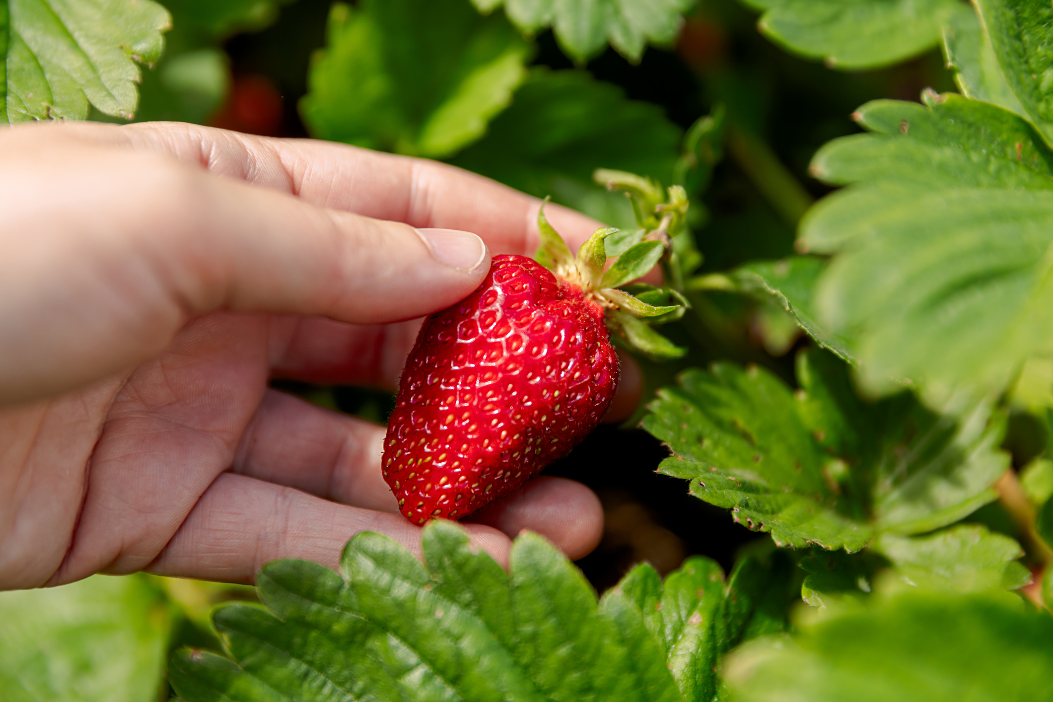 Strawberry Picking on Johns Island 
