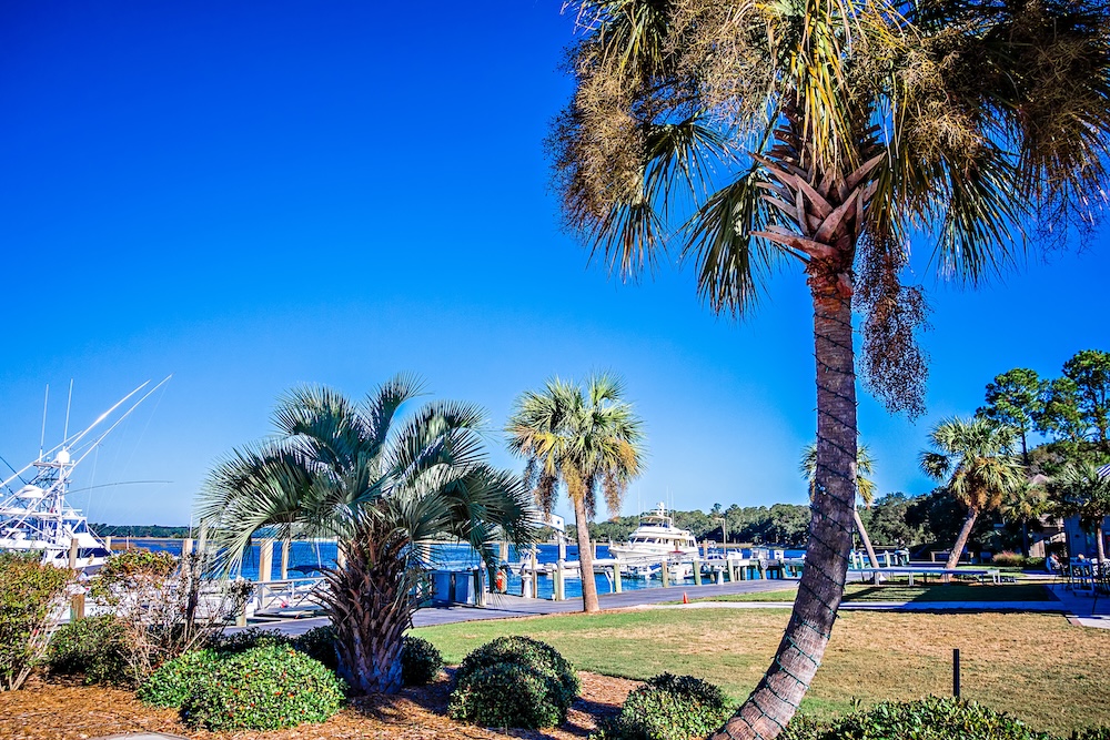 Kiawah Island Palmetto