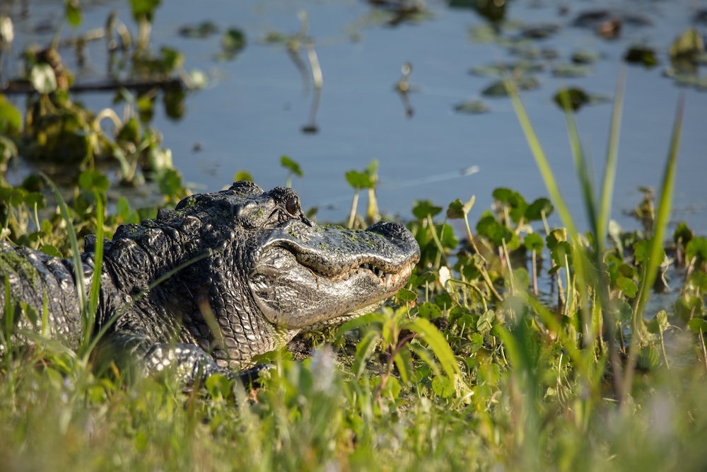 alligator on a marsh wetland habitat