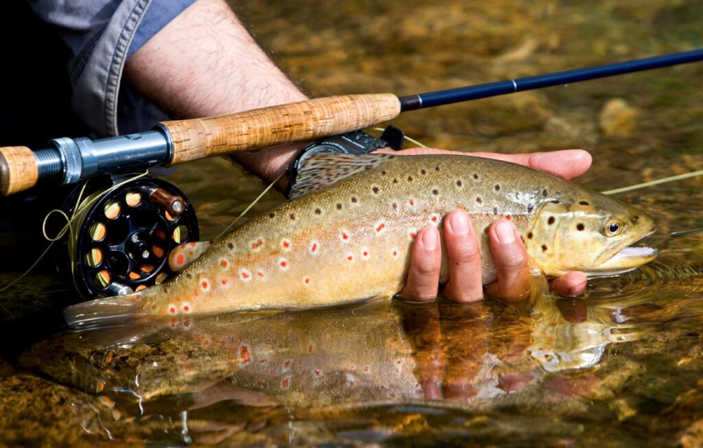 a person holding a brown trout and a fishing rod