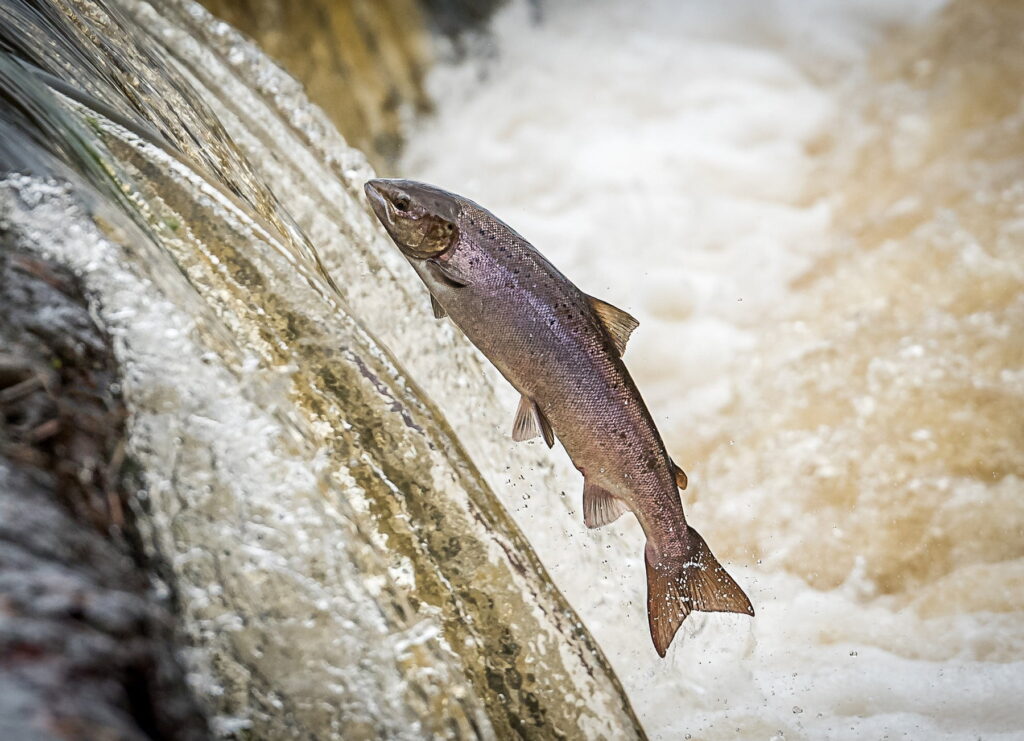 Hen Salmon Leaping Weir to Spawn