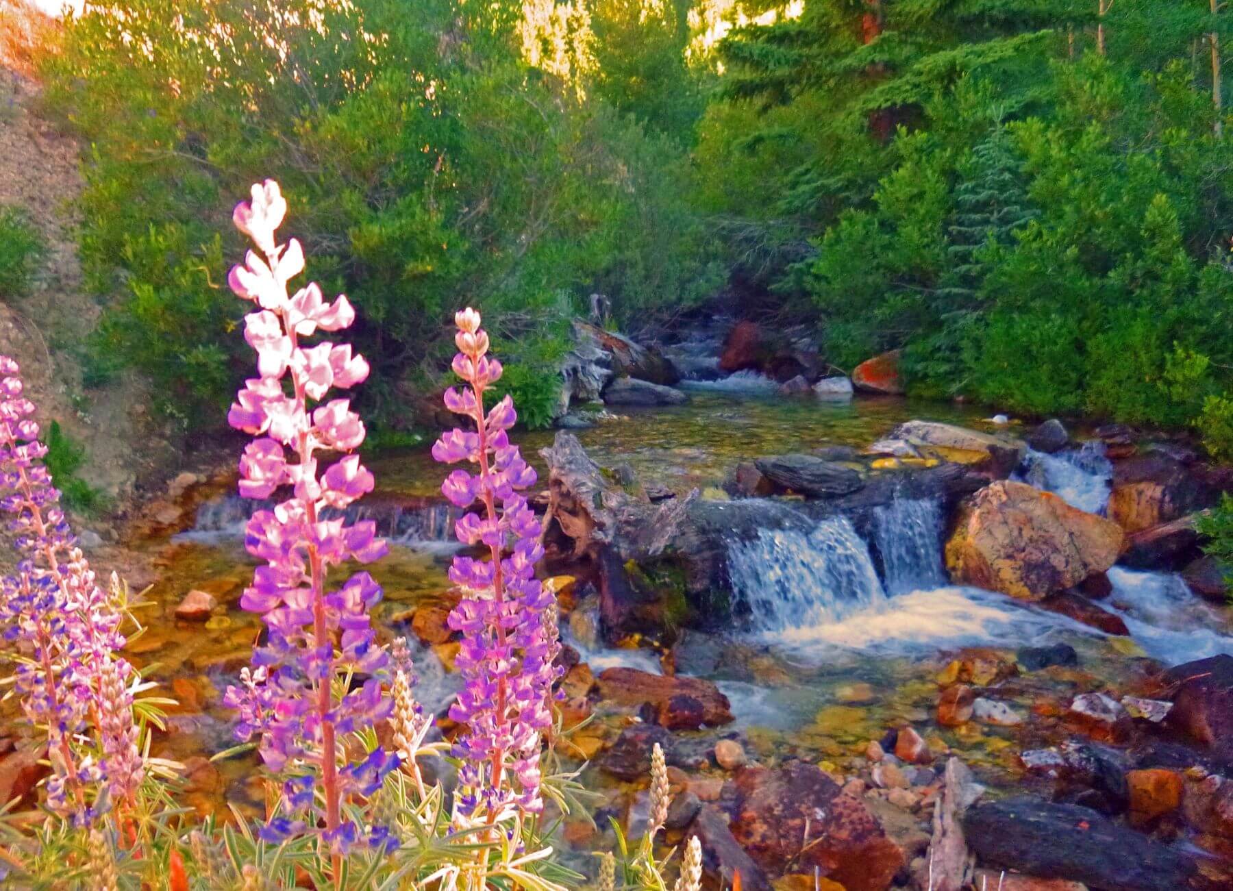 Waterfall with flowers in Idaho