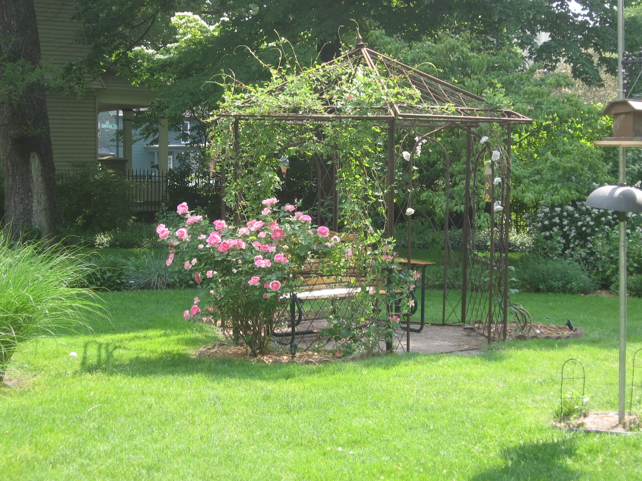 Garden gazebo with seating space beneath in the yard rose bush beside it and vines covering half the structure