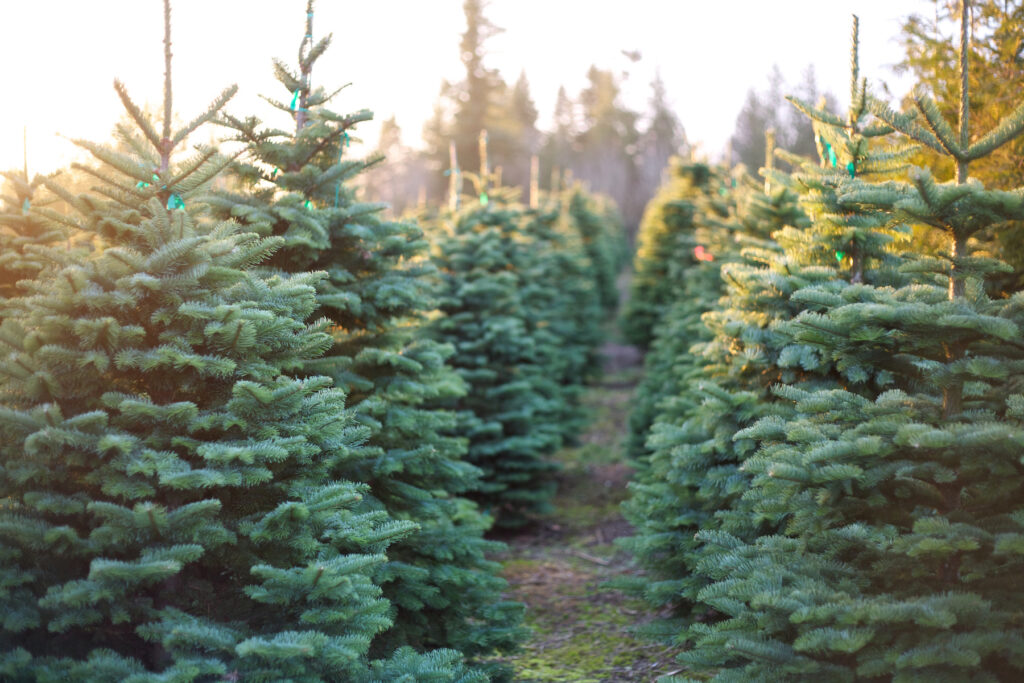 Rows of freshly-cut Christmas trees - Row of Beautiful and Vibrant Christmas Trees